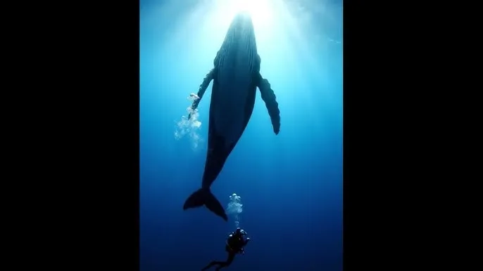 我的好妈妈5中文免费看视频 - 深蓝星球：探索海洋深处的未知世界